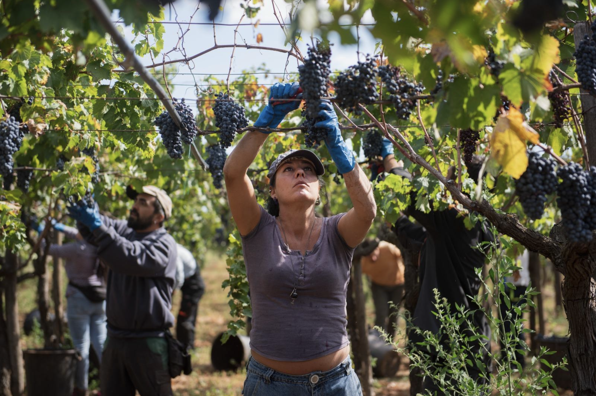 Contro il vino senz'anima — chi sono i vignaioli resistenti